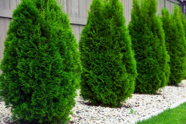Arborvitae Planting in Ogden