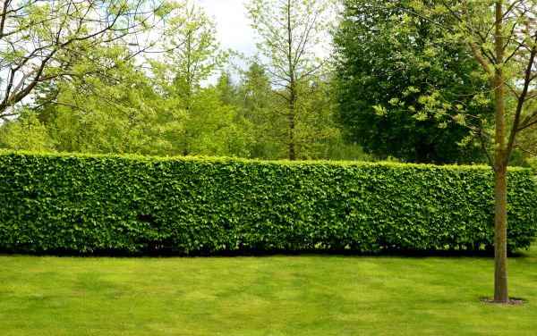 Hedge Planting in Ogden