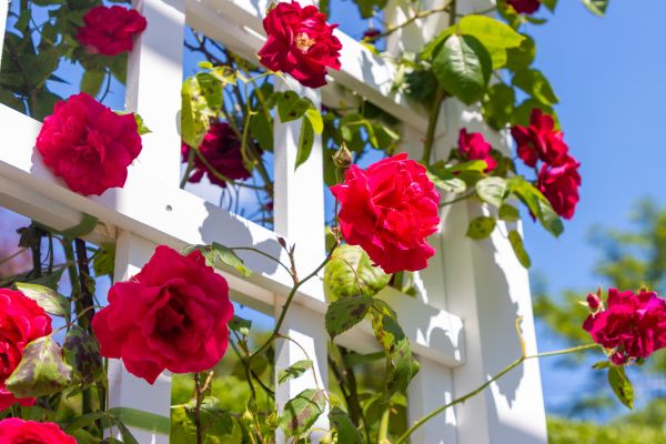 Home Gardening Service in Ogden
