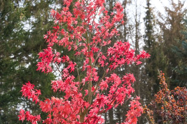 Japanese Maple Planting in Ogden