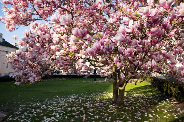 Magnolia Tree Planting in Ogden