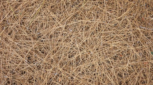 Pine Needles Delivery in Ogden