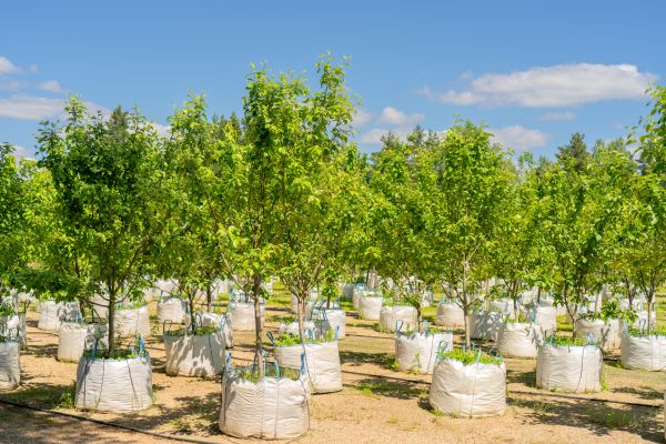 Tree Planting Service in Ogden