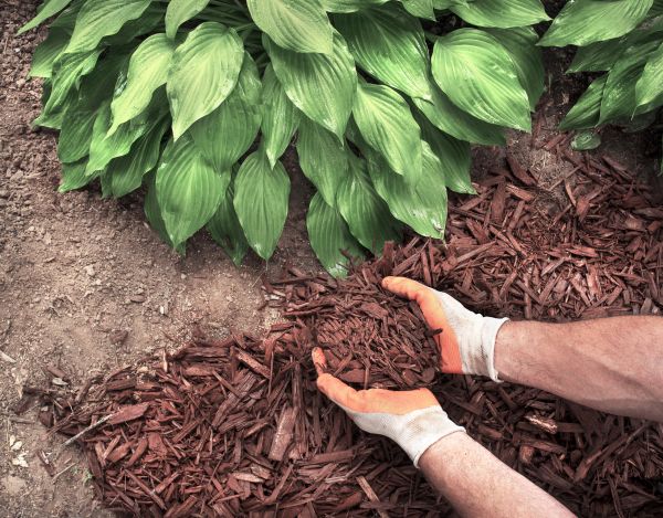 Shredded Mulch Service in Ogden