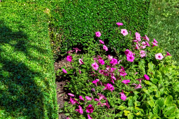 Softscaping Service in Ogden
