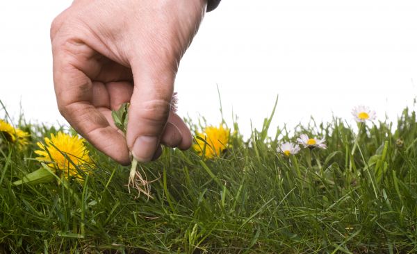 Lawn Weeding in Ogden