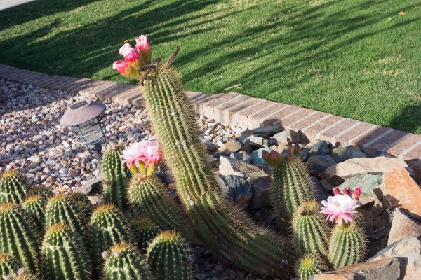Desert Landscaping in Ogden