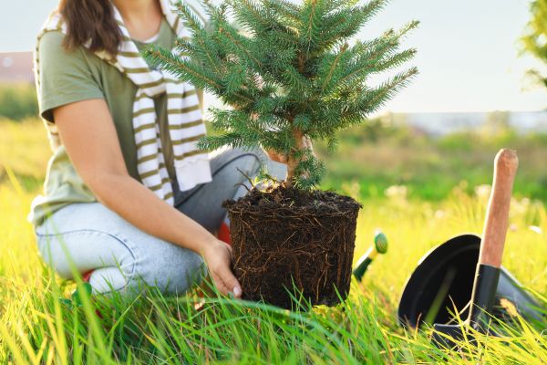 Spruce Tree Planting in Ogden