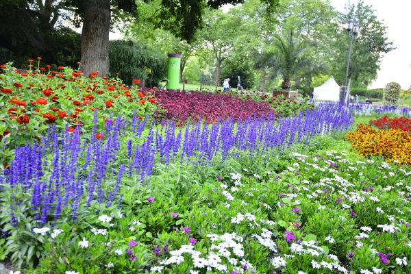 Perennials Planting in Ogden