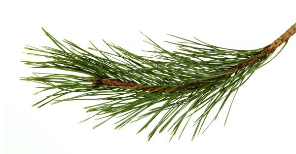 Pine Needles Installation in Ogden