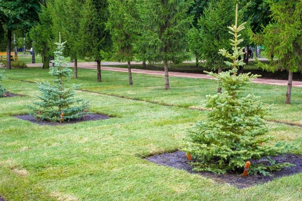 Privacy Trees Planting in Ogden