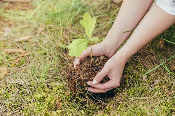 Oak Tree Planting in Ogden