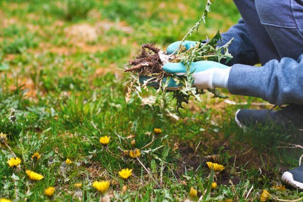 Flower Bed Clearing in Ogden