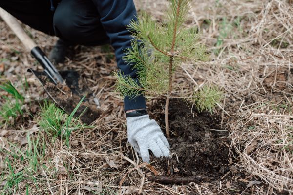Pine Tree Planting in Ogden