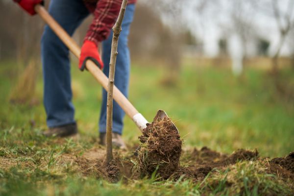 Trees Planting in Ogden