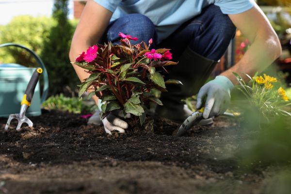 Plant Replacement in Ogden
