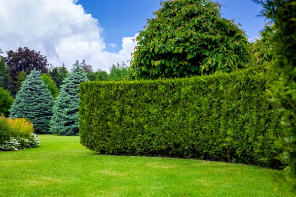 Hedge Landscaping in Ogden