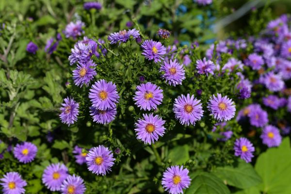 Perennial Flower Planting in Ogden