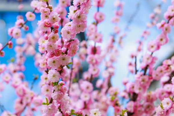Japanese Cherry Tree Planting in Ogden