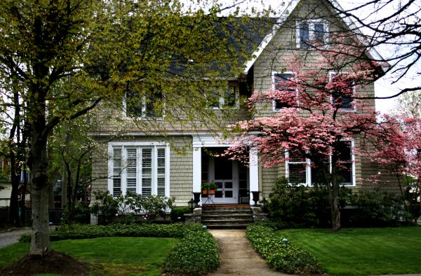 Ornamental Tree Planting in Ogden