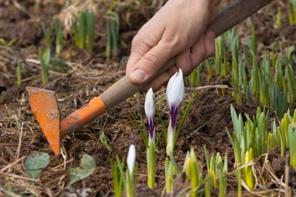 Flower Garden Weeding in Ogden