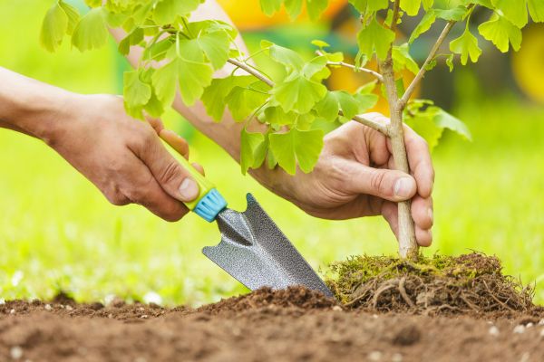Fruit Tree Planting in Ogden
