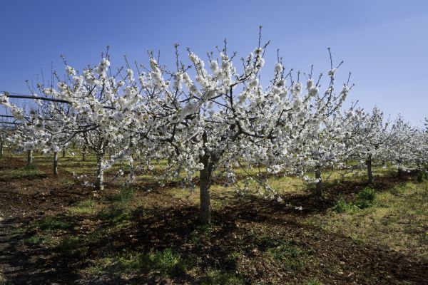 Orchard Planting in Ogden