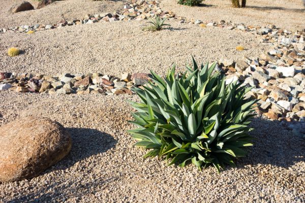 Xeriscaping Service in Ogden