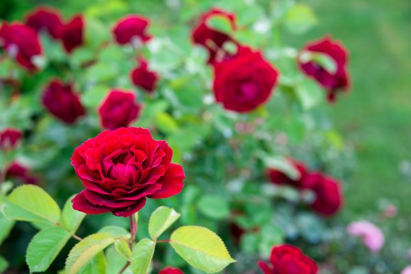 Rose Planting in Ogden