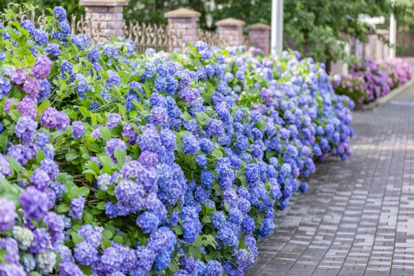 Hydrangea Landscaping in Ogden