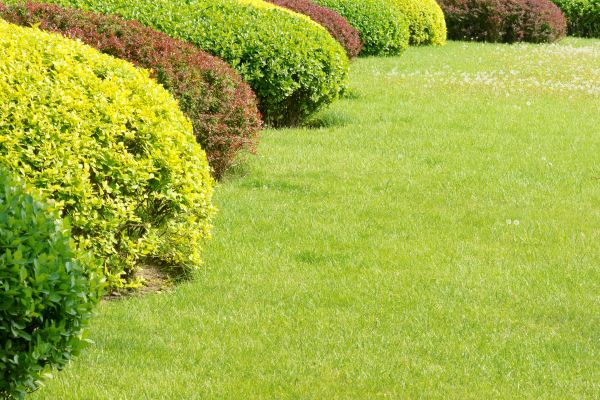 Shrubbery Planting in Ogden
