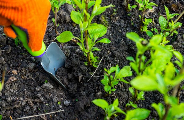 Hydrangea Planting in Ogden