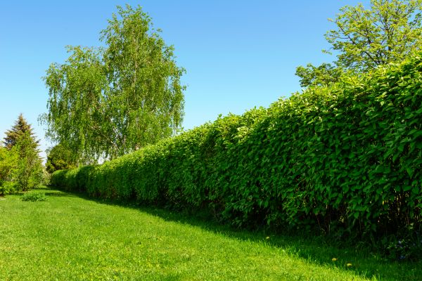 Hedge Replacement in Ogden