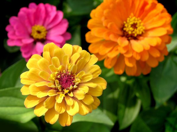 Zinnia Planting in Ogden