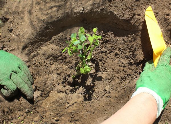 Rose Bush Planting in Ogden