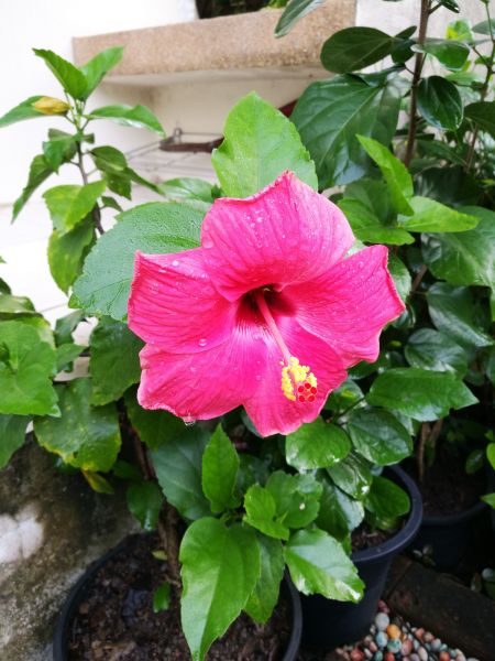 Hibiscus Planting in Ogden