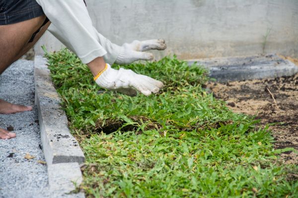 Ground Cover Planting in Ogden