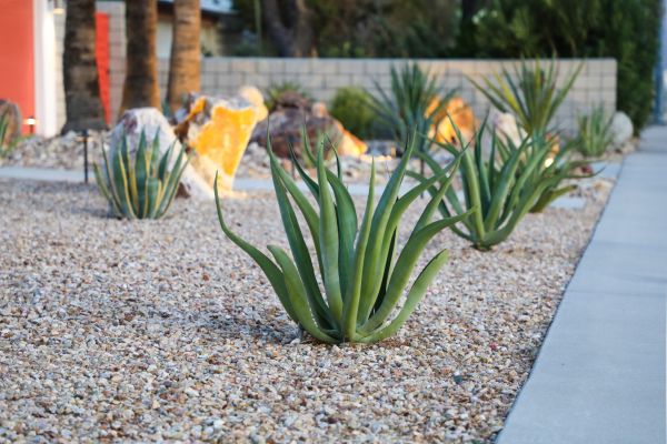 Drought Resistant Landscaping in Ogden