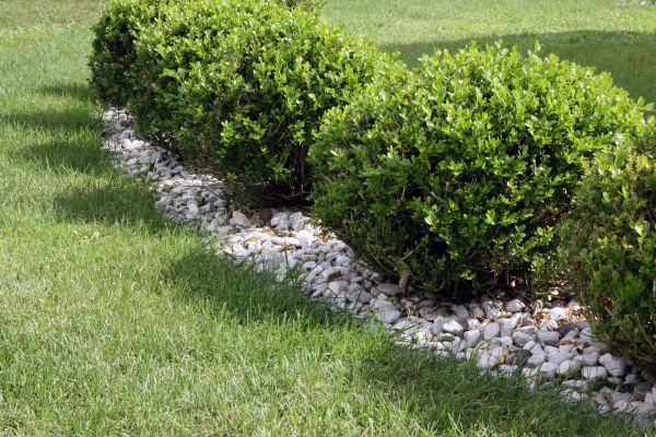 Boxwood Planting in Ogden