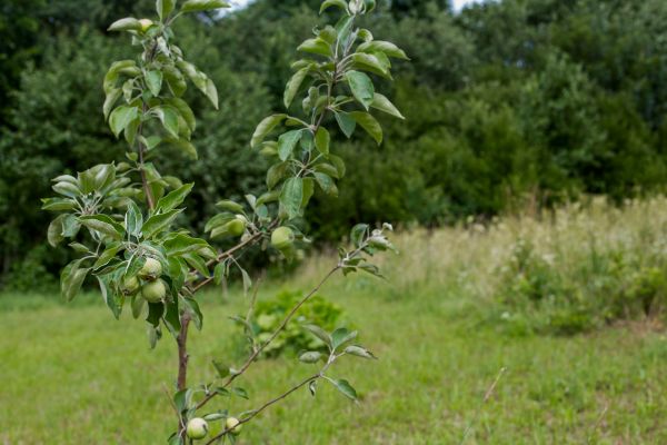 Apple Tree Planting in Ogden