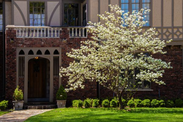 Dogwood Tree Planting in Ogden