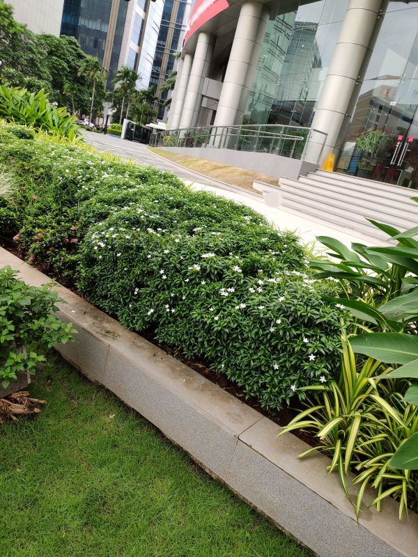 Commercial Landscaping detail